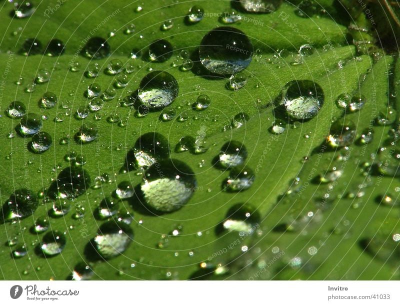 After the rain Rain Leaf Macro (Extreme close-up) Drops of water Water