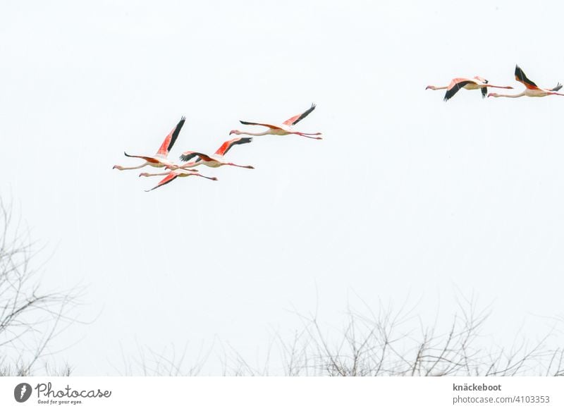 Flamingo Swarm Camargue Nature France Environment Southern France Landscape Exterior shot Colour photo birds Animal Bird Wild animal Pink Group of animals