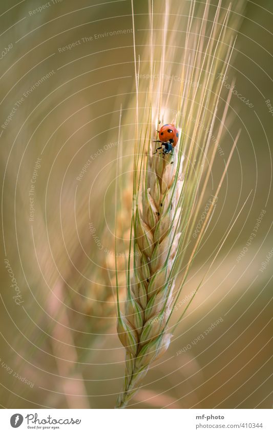 Little red speedster Nature Plant Animal Sun Summer Field Brown Yellow Green Orange Red Black Colour photo Exterior shot Deserted Light Sunlight Animal portrait