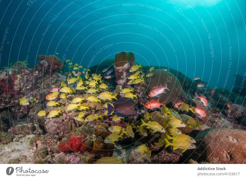 Shoal of beautiful fishes in azure water shoal fish group floating blue coral big fauna swimming sea nature underwater ocean plankton diving reef sunlight