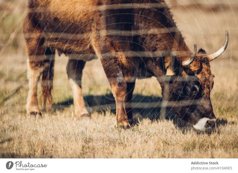 Scenic view of grazing animals on pasture in summer landscape graze cow domestic field scenery nature mammal herd green meadow farm rural calf countryside