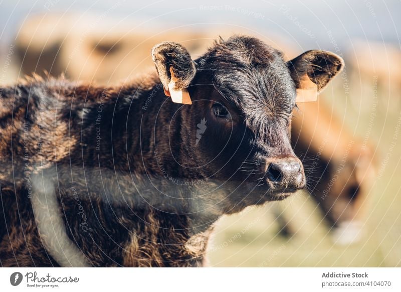 Scenic view of grazing animals on pasture in summer landscape graze cow domestic field scenery nature mammal herd green meadow farm rural calf countryside