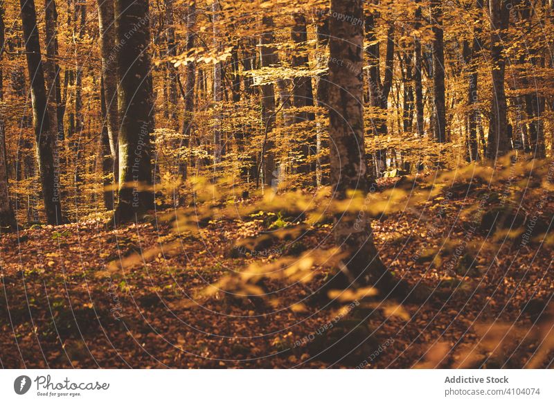 Wonderful landscape of golden autumn in forest fageda garrotxa jorda olot scenery tree foliage cover ground root nature fall season yellow countryside park