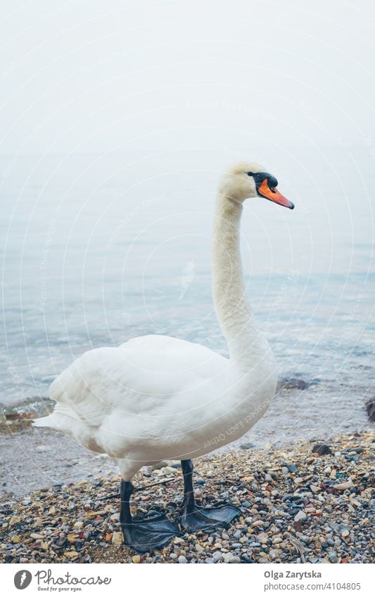 White swan on the sea. white bird beach evening blue water nature animal feather lake waterfowl stand mood wild wildlife animalstage avian avifauna birdwatching