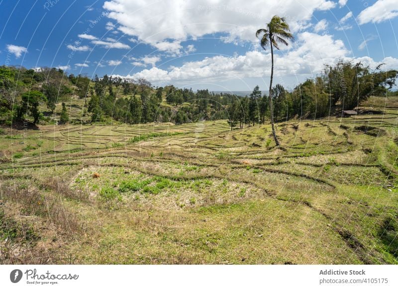 Green stepped fields against small village on hill cultivated agriculture terrace plantation farmland rural industry province horizon nature east timor country