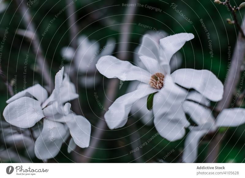 White magnolia flower with large petals flora pure gentle fragrant aromatic garden botanical beautiful blossom nature spring blooming charm delicate plant smell