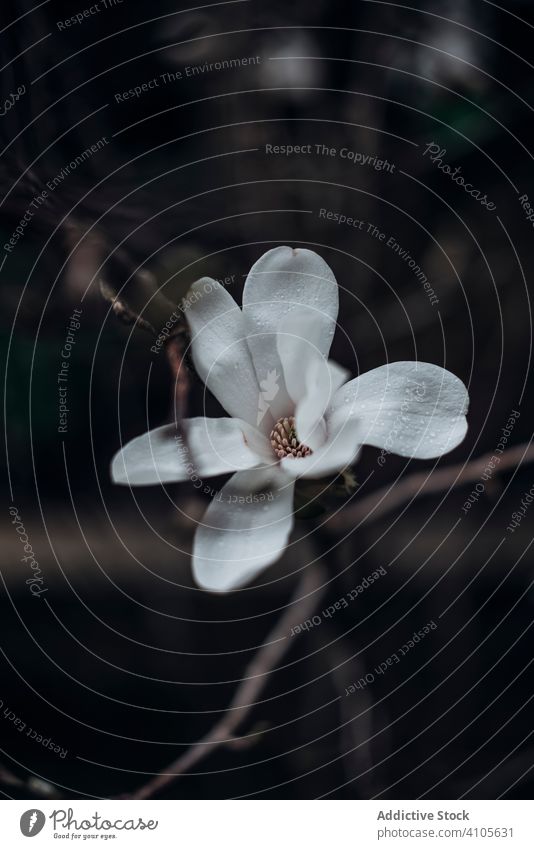 White magnolia flower with large petals flora pure gentle fragrant aromatic garden botanical beautiful blossom nature spring blooming charm delicate plant smell