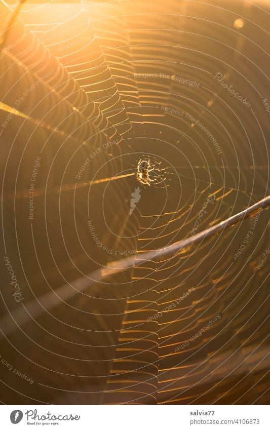 Spider's web against the light Net Orb weaver spider Cross spider Nature Animal Close-up Shallow depth of field Back-light Deserted Brown Delicate artistic