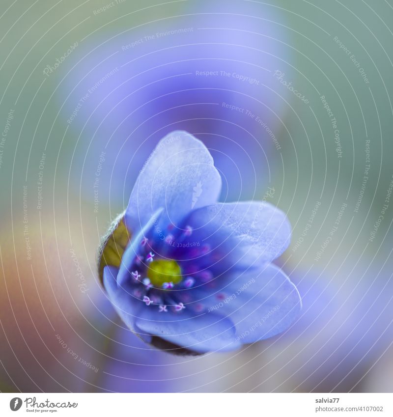 tender heralds of spring | liverworts Blossom Hepatica nobilis Blue Flower Nature Plant Spring Blossoming Garden Macro (Extreme close-up) Shallow depth of field