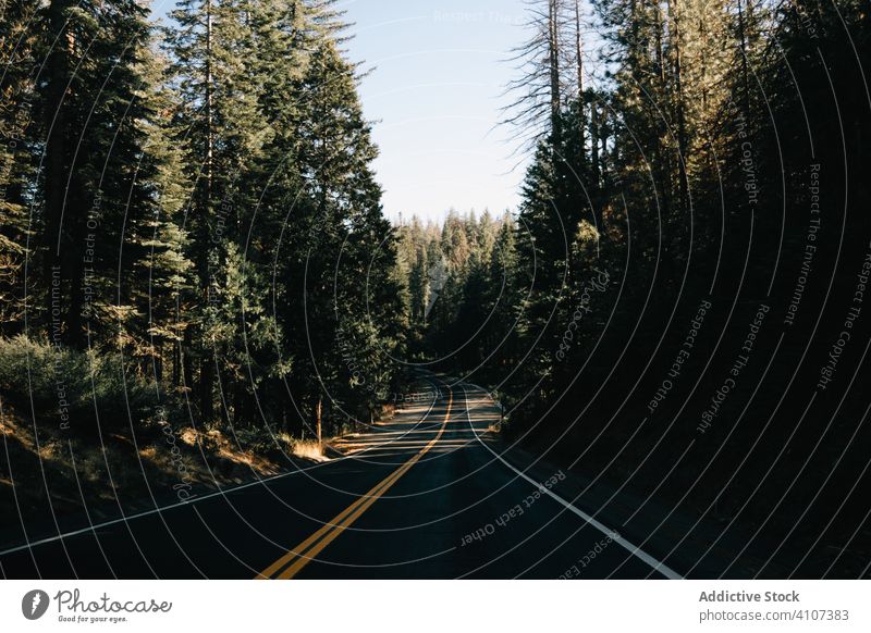 Marked road riding along ever green forest asphalt park nature landscape nobody rural travel tree trip way scene freeway sunlight natural day empty wood