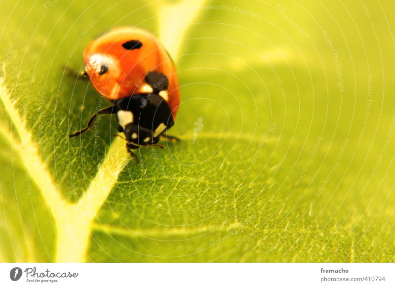 bug Nature Animal Summer Plant Leaf Sunflower Wild animal Beetle Ladybird 1 Happy Natural Cute Positive Beautiful Green Red Black Emotions Contentment