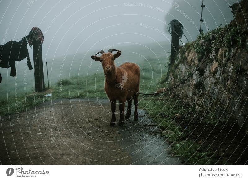 Goat on leash in foggy weather at countryside goat animal nature village mammal brown domestic scenery mist peaceful grass graze field rural pasture farm meadow