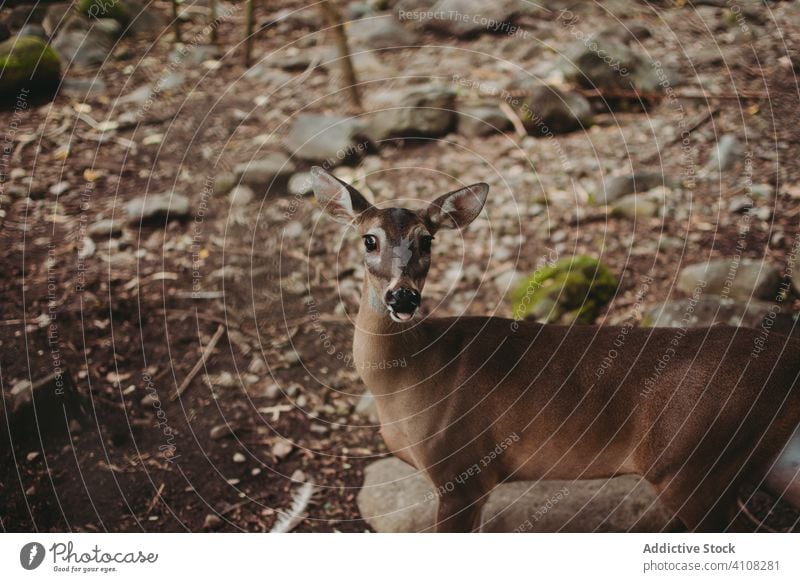 Brown hind on ground in forest deer nature animal mammal wild fauna environment countryside travel rural habitat brown summer tourism season fur park ecology