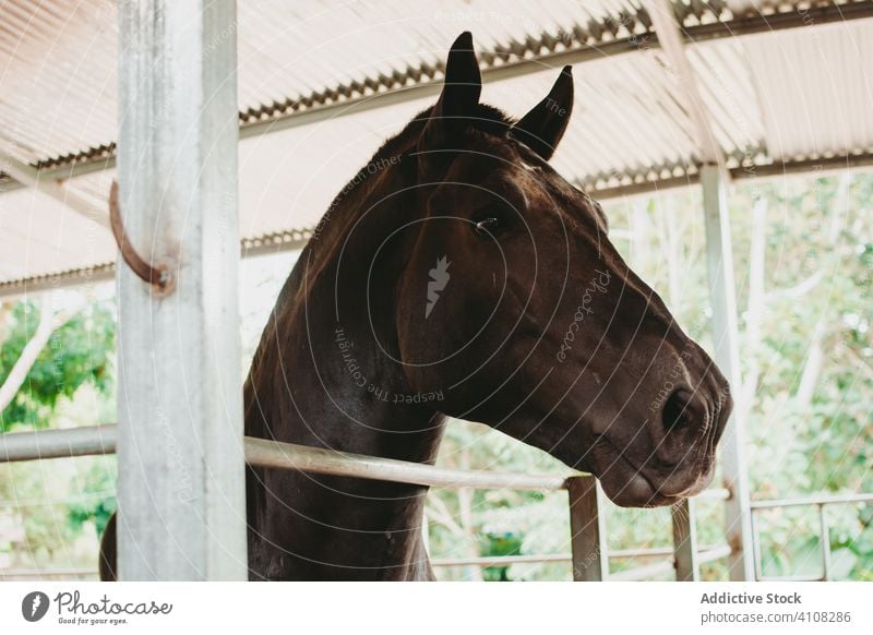 Gorgeous black horse in stable animal farm mammal domestic ranch rural countryside livestock village pet stallion paddock equine barn fence enclosure muzzle