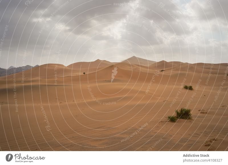 Scenic landscape of sandy dunes in desert great endless scenery nature environment wild weather adventure tourism travel desolate destination barren picturesque