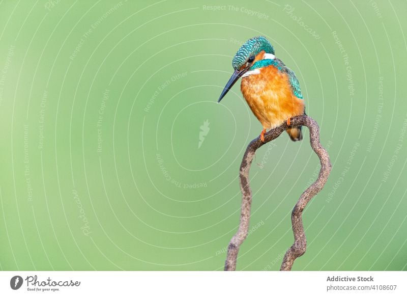 Colorful Kingfisher with long black beak Alcedo atthis Bernat pescaire Birds Cáceres Extremadura Fauna Malpartida de Cáceres Nature Spain Wildlife animal bird