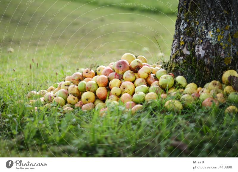 apple pile Food Fruit Apple Nutrition Organic produce Garden Autumn Tree Meadow Sweet Windfall Fruittree meadow Mature Putrid garden waste Compost Heap Harvest