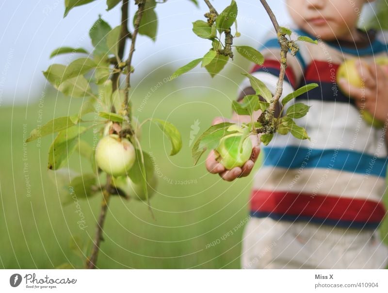 apple harvest Food Fruit Apple Nutrition Eating Organic produce Vegetarian diet Garden Human being Child Toddler Infancy 1 1 - 3 years 3 - 8 years Autumn Fresh