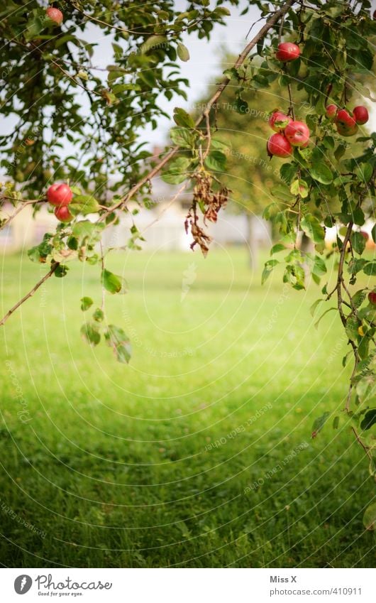 orchard Food Fruit Apple Nutrition Organic produce Vegetarian diet Summer Autumn Beautiful weather Tree Garden Fresh Healthy Delicious Juicy Sweet Apple tree