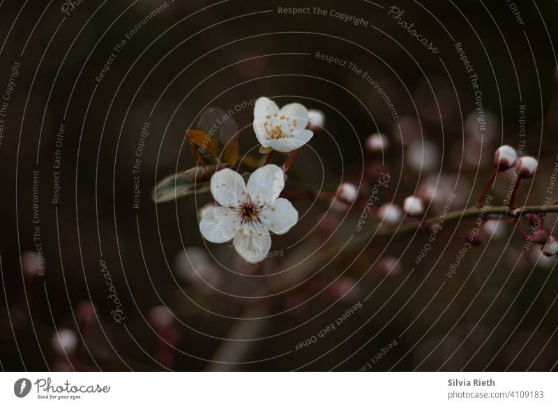 White flowering branch Twigs and branches Nature Branch Environment Colour photo Shallow depth of field Exterior shot Bushes Blossom Blossoming Spring