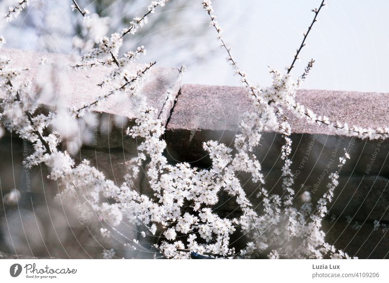 In the building yard it blossoms despite adverse circumstances or a young tree between stones stretches its branches into the sunlight. White Delicate Blossom