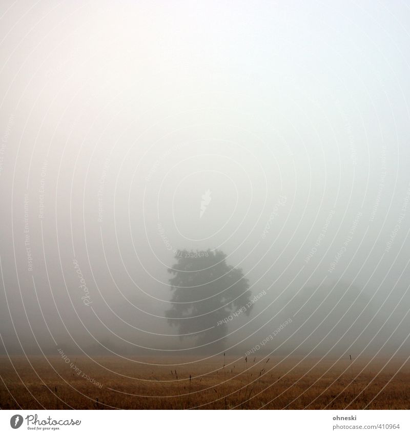 Subtenant | Hidden Landscape Autumn Fog Tree Field Peaceful Calm Belief Humble Grief Death Longing Loneliness Colour photo Exterior shot Deserted Copy Space top