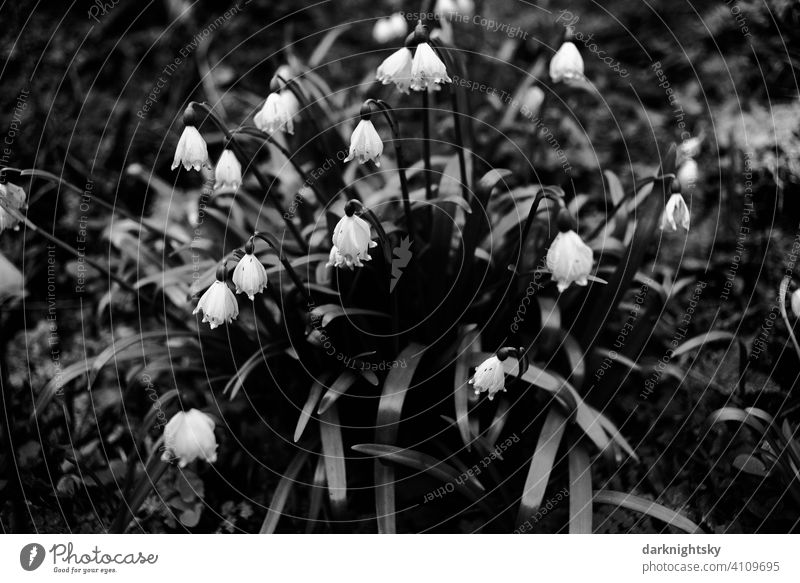 Marzenbecher spring marigold (Leucojum vernum) in rich accumulation, black and white photo Angiosperm Asparagus Wilderness subatlantic Shallow depth of field