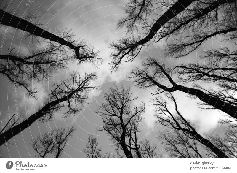 Winter atmosphere in a forest of poplars, standing leafless and stretching towards the sky. Sky Forest Poplar Nature Environment Dry Plant Exterior shot