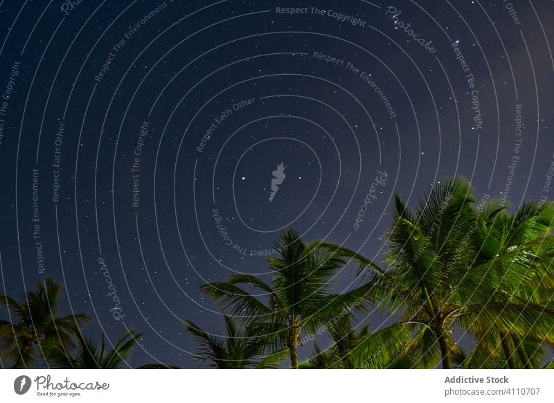 Scenic landscape of starry night in Punta Cana scenery sky palm nature dark space scenic light astronomy galaxy beauty travel cosmos tree high starlight