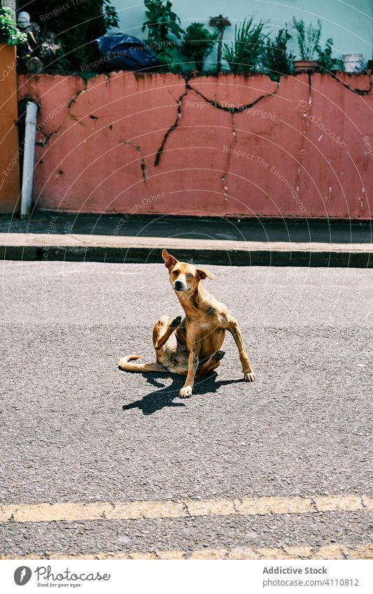 Stray dog scratching on road town stray sunny daytime canine asphalt costa rica pet animal companion puppy dirty creature street mammal friend funny friendly