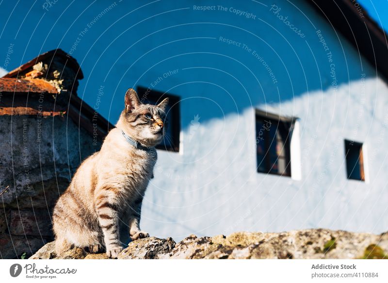 Cute cat sitting on stone fence roof street house rough domestic animal pet feline collar border exterior sunny daytime nobody creature mammal fur fluff