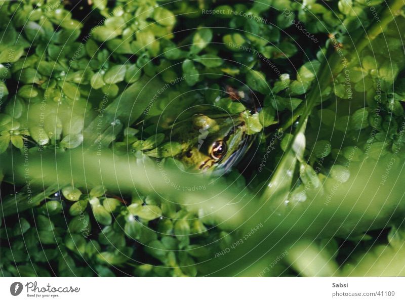 frog Pond Leaf Green Frog Nature Water