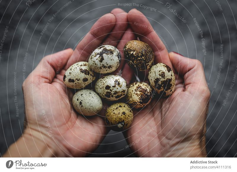 Fresh quail eggs in woman's hands from above food ingredient background brown raw healthy fresh organic natural easter protein breakfast group poultry yellow