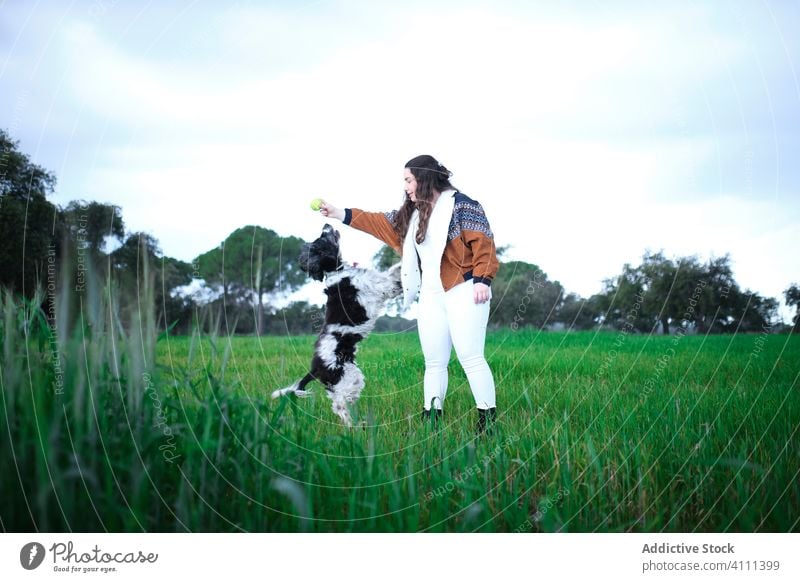 Woman with dog on green meadow woman grass play ball nature lawn female spaniel pet animal canine happy friend purebred cute park throw summer adorable field