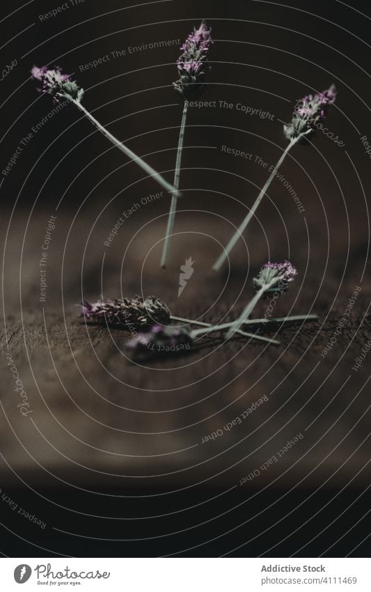 Lavender flowers falling on table lavender rustic concept fresh shabby dark blossom bloom plant natural aroma air fragrant delicate scent flora botany elegant