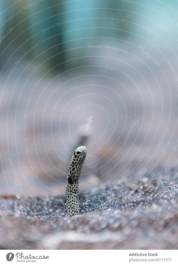 Wild small spotted sand eel in bottom sea aquarium nature wildlife environment fauna exotic ocean animal tropical ecology marine creature underwater biology