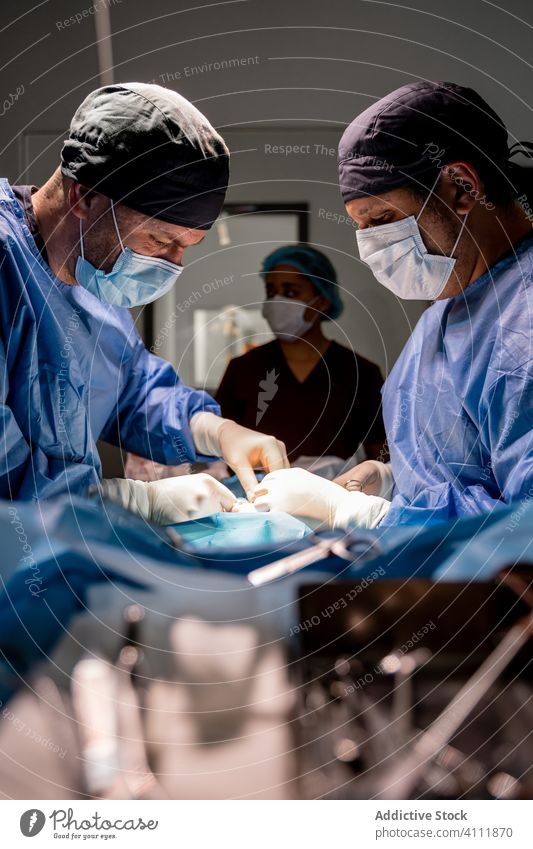 Veterinarian staff during surgery in modern clinic surgeon veterinarian hospital medic doctor treatment nurse work medical practitioner specialist veterinary