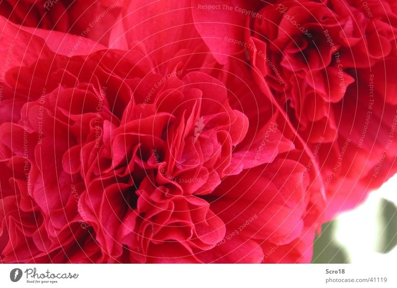 a rose is a rose ... Rose Red Pink Leaf Rose leaves Macro (Extreme close-up) Flower