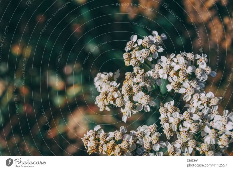 small white achillea flowers Achillea medicine horizontal growth healthcare lifestyles alternative no people homeopathy color image herbal fragility head weed