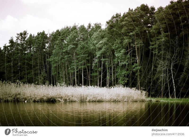 Franconia idyll in the spring. The lake with slight reflection, green meadow, trees and still white reeds. Lakeside Colour photo Exterior shot Landscape