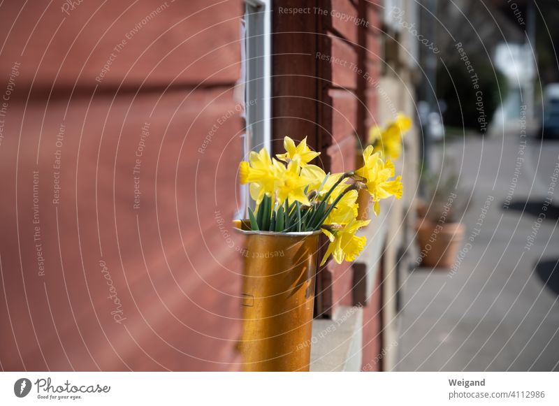 Spring daffodils Mother's Day Blossom Flower Gift Thank you Thank you. I'll take care of it. Joy Smiling Good mood sunshine