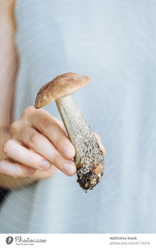 Person with fresh mushroom in hand porcini woman food natural boletus organic healthy vegetarian vegan nutrition ingredient meal cook edible brown cuisine raw