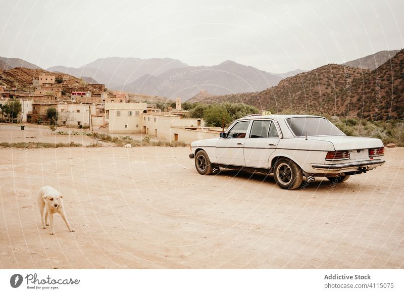 Dog neat taxi car on street in old desert town house road city mountain district architecture building poor retro morocco marrakesh animal dog stone suburb