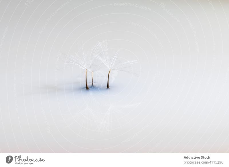 Blow ball in white light on mirror surface dandelion taraxacum blowball minimalism shade reflect soft cold bright seed ecology weightless calm pure tender