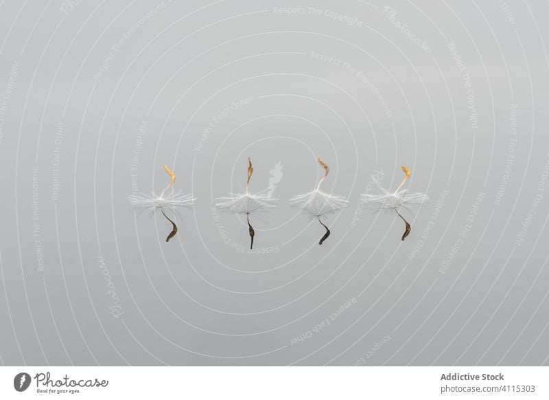 Light spores of taraxacum on white background dandelion minimalism weightless reflection ecology pappus blowball detail row seed vegetate fragment growth