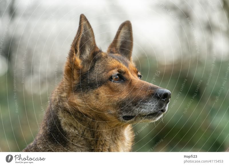 Portrait of a german shepherd dog portrait Dog pretty Shepherd dog German Shepherd Dog Head Pelt Coat color Observe watch courtier dog Pet Old bitch see