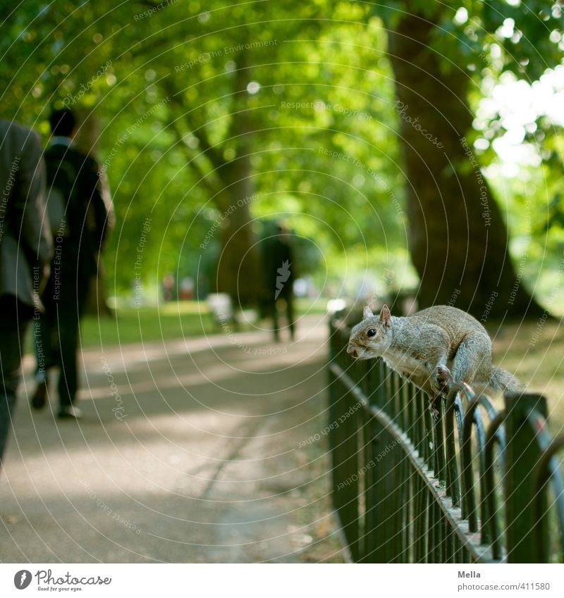 Attack! Environment Nature Landscape Tree Park London Town Lanes & trails Animal Wild animal Squirrel 1 Fence Metal Crouch Sit Free Near Curiosity Cute Brash