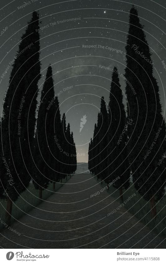 Country road between mediterranean cypresses in front of starry sky Astrology silent Room Calm Glittering Grass Glow Street Alley Cypress Tree Exposure