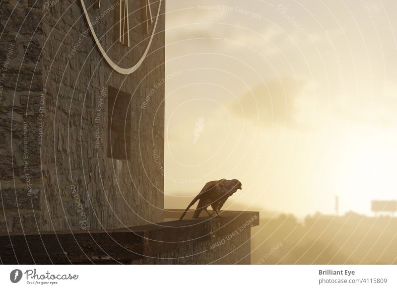 Kestrel on the church tower in the evening light Falco tinnunculus Silent Wild predator Environment Brown Falconidae Ornithology Hunter Bird Architecture