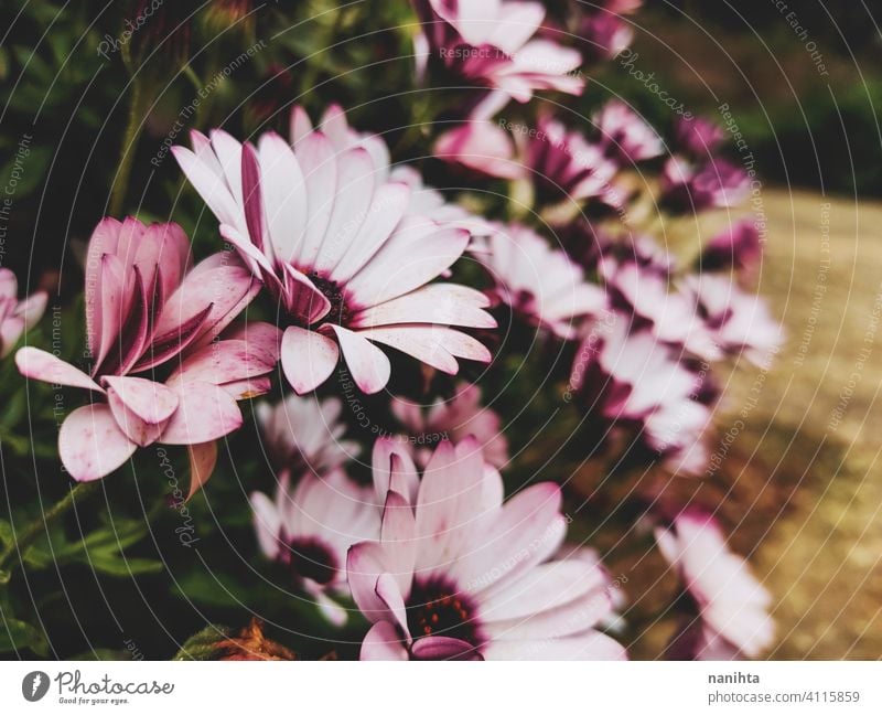 floral patter of dimorphoteca ecklonis, african daisy spring flowers beautiful plant amazing bloom in bloom blossoming macro close close up nature natural fresh